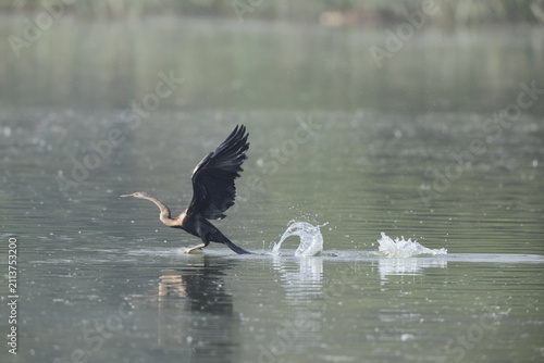 Photography The Oriental darter (Anhinga melanogaster) is a water bird of tropical South Asia and Southeast Asia