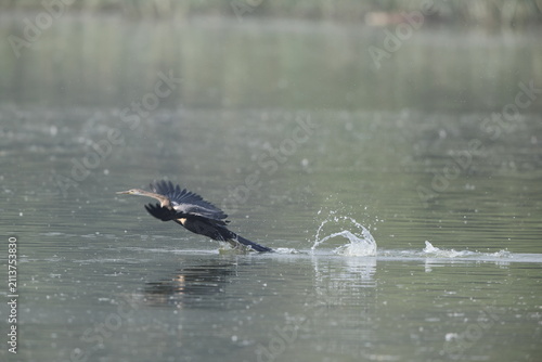 Foto The Oriental darter (Anhinga melanogaster) is a water bird of tropical South Asia and Southeast Asia