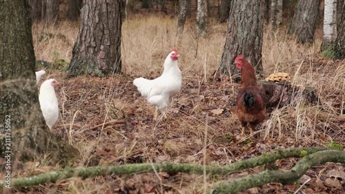 White chickens on rural farm backyard. Domestic poultry birds feeding on ground. Organic farming, free range livestock. Chickens walk on the earth Craft image that inspires eco confidence among buyers
