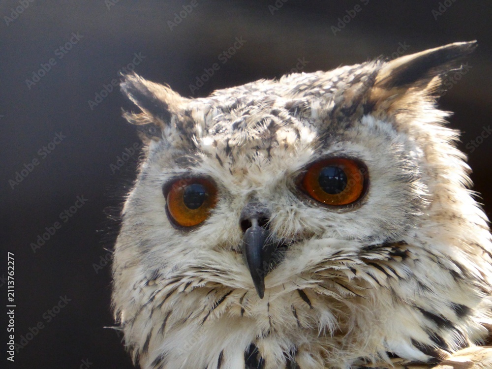 Obraz premium great horned owl