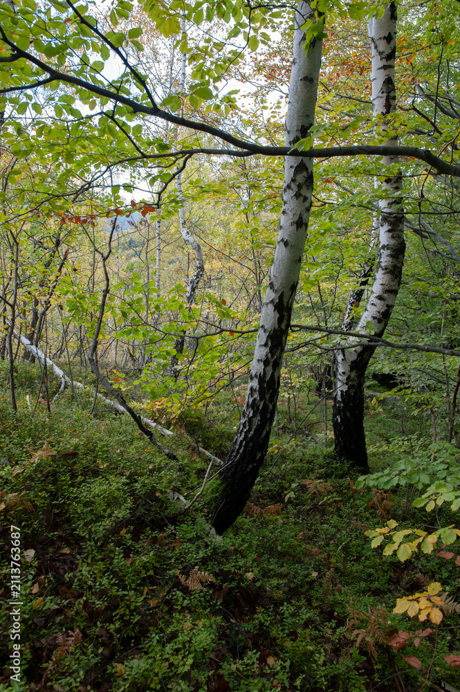 Fototapeta premium Beautiful autumn landscape. Travel, hiking, freedom, active lifestyle. Autumn in the forest.