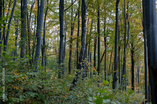 Beautiful autumn landscape. Travel, hiking, freedom, active lifestyle. Autumn in the forest.