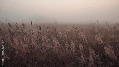 Tall Grasses Sway in a Field Under a Cloudy Sky During Early Morning Hours