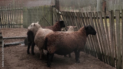 Flock of sheep grazes peacefully in a rustic farm setting alive with nature. Detailed closeup of brown and white sheep herd. Concept of sheep farming and herding. Open-air sheepfold. Farmhouse