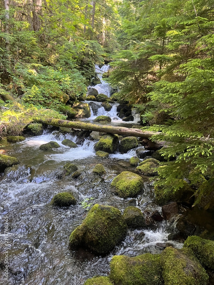 Fototapeta premium Mossy Forest Stream Near Idleyld Park, Oregon