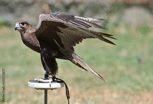 Altai Saker animals birds falconry theme