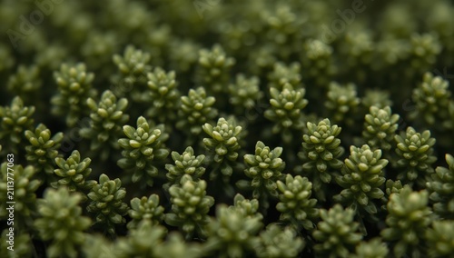 Small Green Plants Growing Close to the Ground in a Natural Area