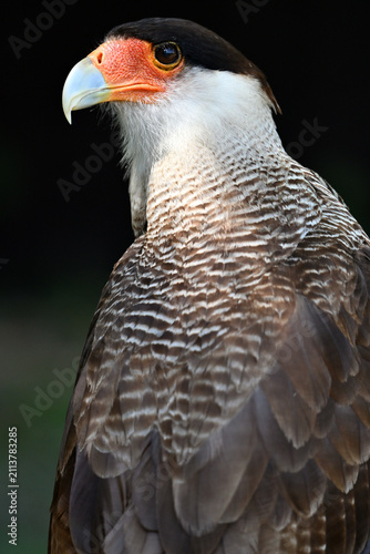 Crested caracara bird portrait