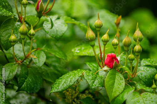 A single red rose bud is about to bloom amidst a cluster of green buds, with water droplets clinging to the lush foliage