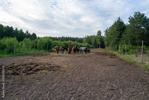 Photography Group of horses walking across a fenced rural paddock