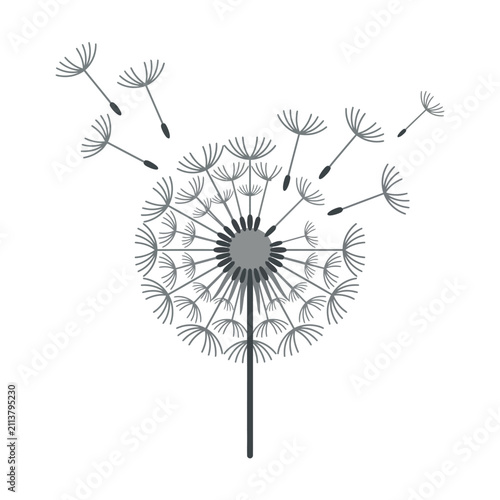 Dandelion flower with seeds blowing in wind.