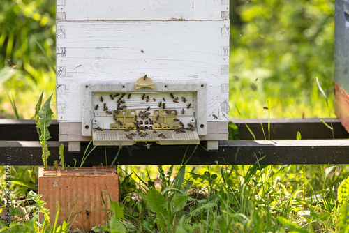 Beehive Entrance With Honey Bees Swarming on White Langstroth Hive in Sunny Apiary Garden