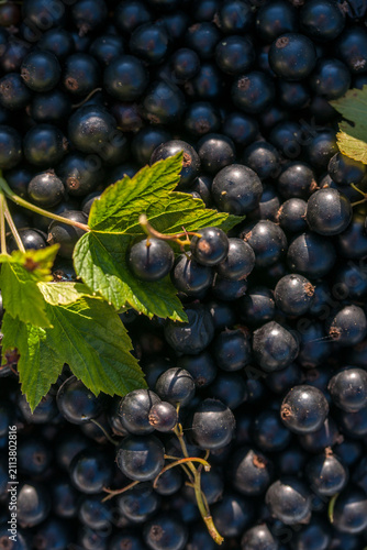 Ripe blackcurrant berries in close-up