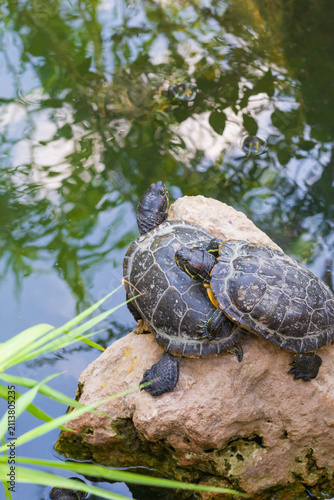 Turtles standing on a stone near the water