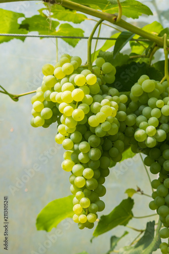 Grappe de raisins blancs mûrs dans une serre, vue verticale