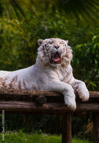 A white Bengal tiger yawning on a wooden platform, vertical photography