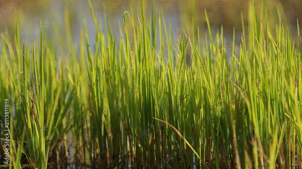 Obraz premium Fresh green rice stalks growing in a shallow water paddy field during daytime