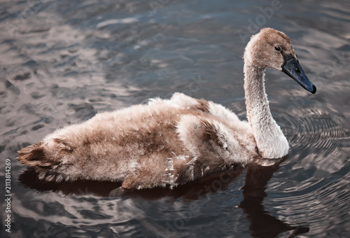 Fotografie Young cygnet swan swimming in dark water wildlife nature photography