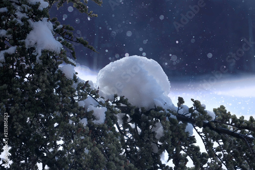 Konstfotografi Snow falling on pine tree branches creating a festive winter wonderland with nat
