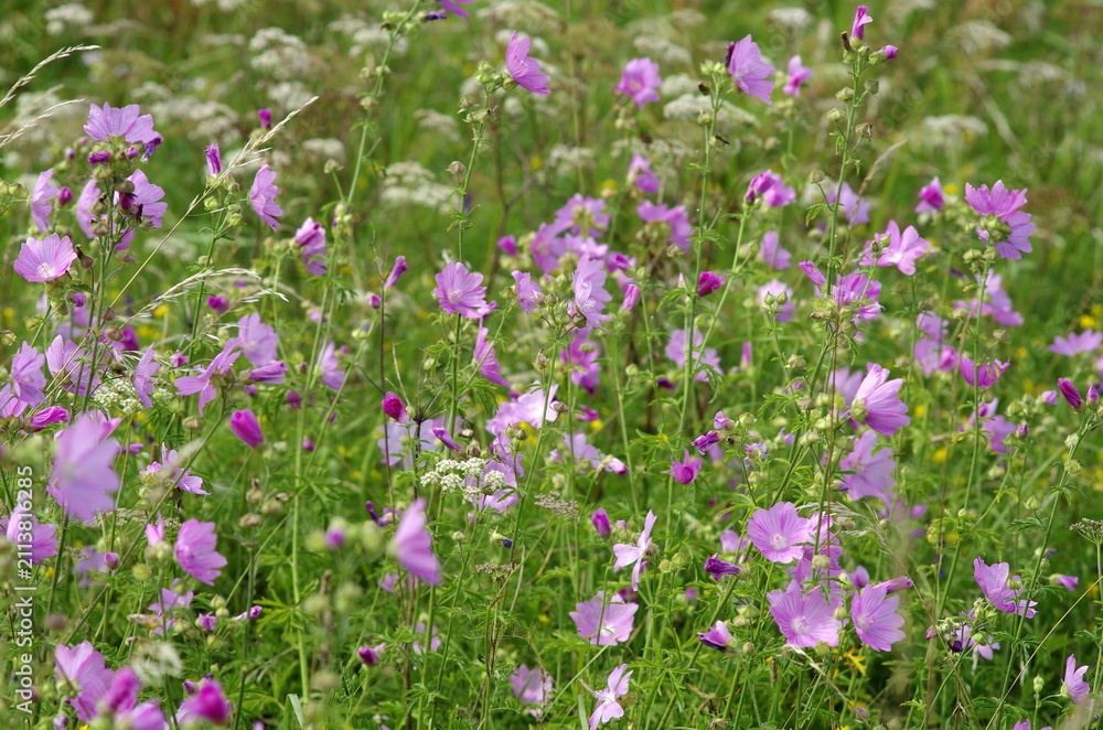 Fototapeta premium field of flowers