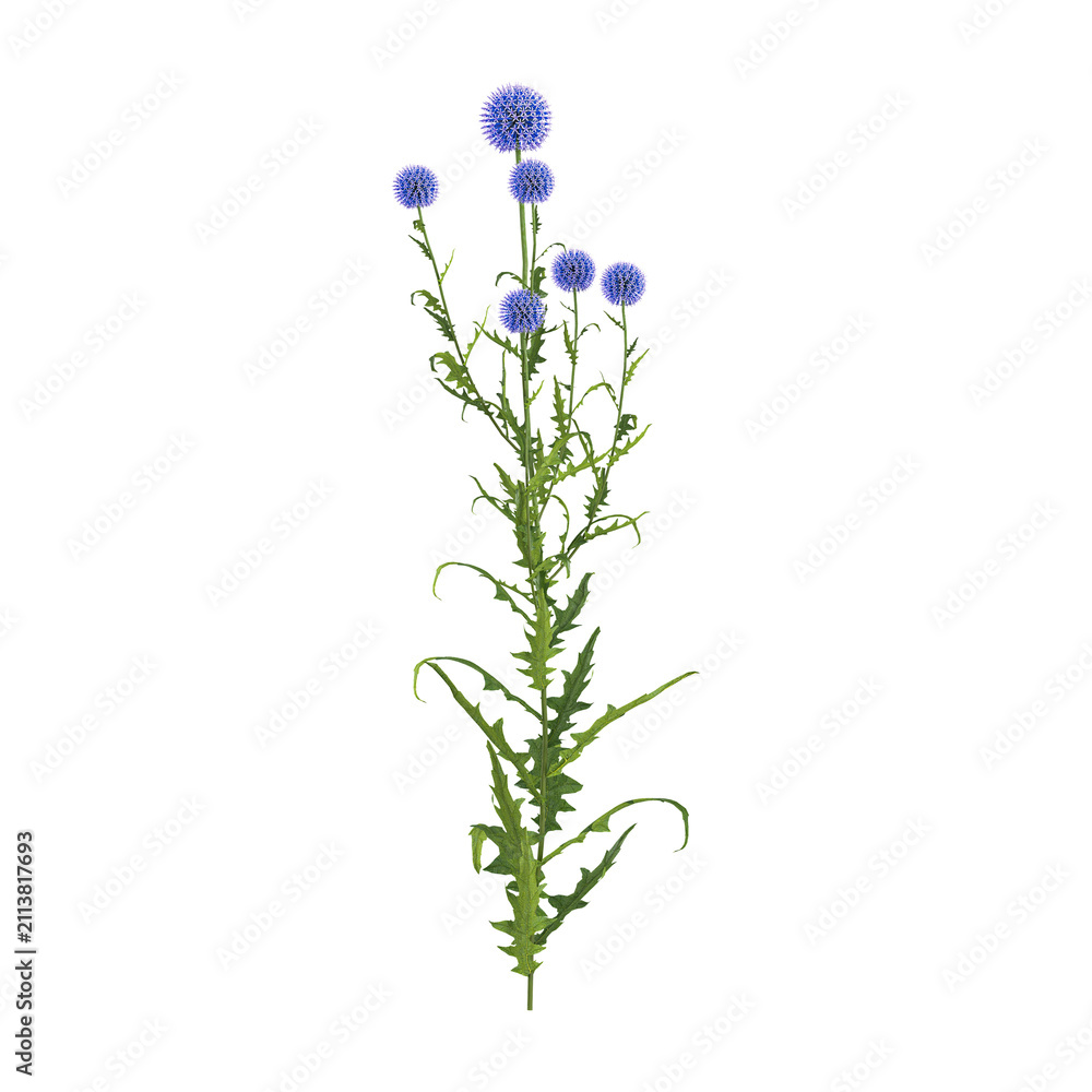 Obraz premium 3D rendering of Echinops bannaticus flower plant on transparent background
