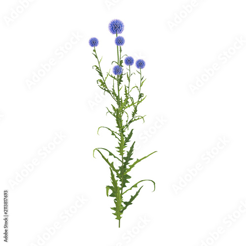 3D rendering of Echinops bannaticus flower plant on transparent background