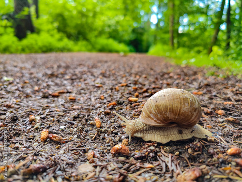 фотографія A close up shot of a land snail slowly moving across a ground covered with brown forest debris and leaves