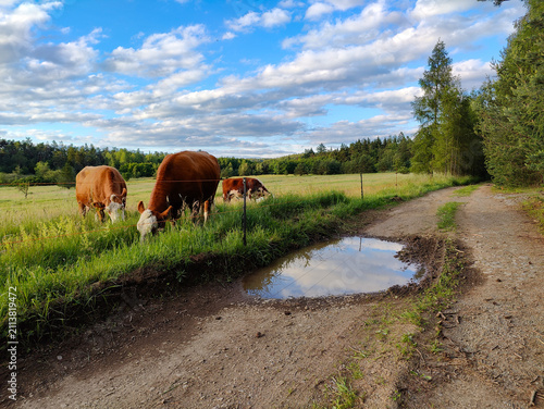 Bild auf Leinwand Several cows graze on a grassy field beside a muddy country road featuring a puddle reflecting the blue sky and white clouds