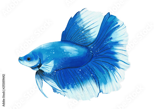 Cuadro en lienzo Betta halfmoon fish made in Procreate in Watercolor technique