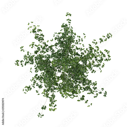 3D rendering of Himalayan Birch plant on transparent background from the top view