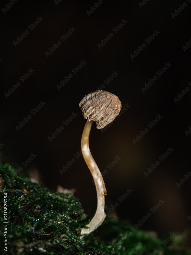 Fototapeta premium small mushroom in the forest. macro photography. vertical shot