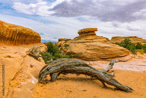 A weathered dead juniper lies before layered sandstone formations under a cloudy sky in Devils Garden, Arches NP.
