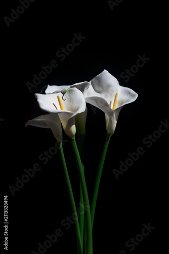 Bild auf Leinwand Beautiful white calla lily flowers isolated on a black background