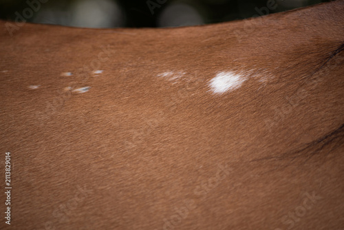 Картината върху платно Close-up of brown horse coat with distinctive white markings