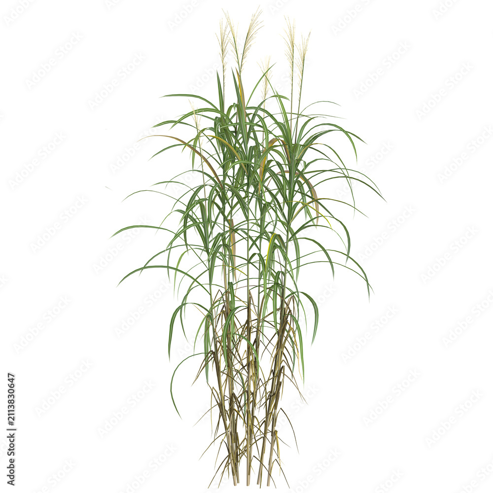 Fototapeta premium 3d Rendering Of Miscanthus grass on Transparent Canvas