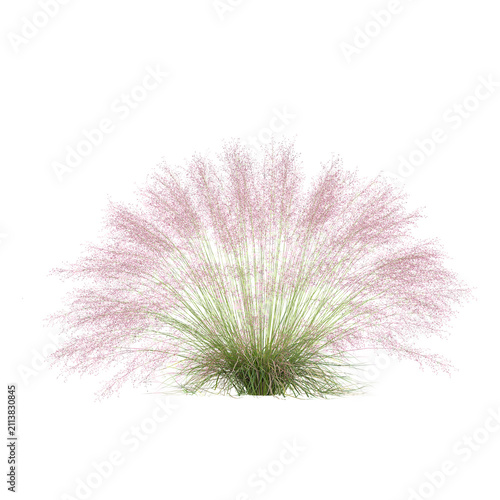 3d rendering of Muhly plants isolated on transparent Canvas