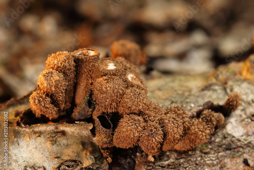 Cylindrical slime mold on a dead tree