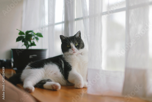窓辺の猫