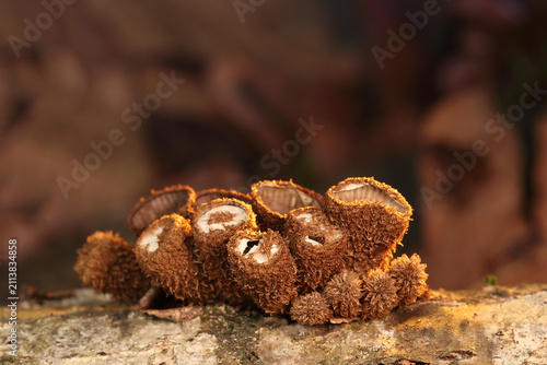 Cylindrical slime mold on a dead tree