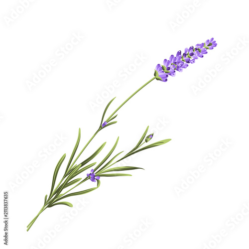 Purple lavender flower vector botanical element on white background