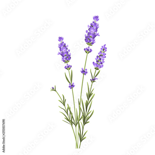 Elegant purple lavender bouquet on white, vector illustration