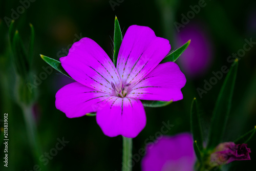 Cuadro en lienzo Vibrant CornCockle purple flower blooms with delicate petals