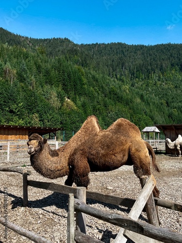 Obraz na plátně camels in the desert