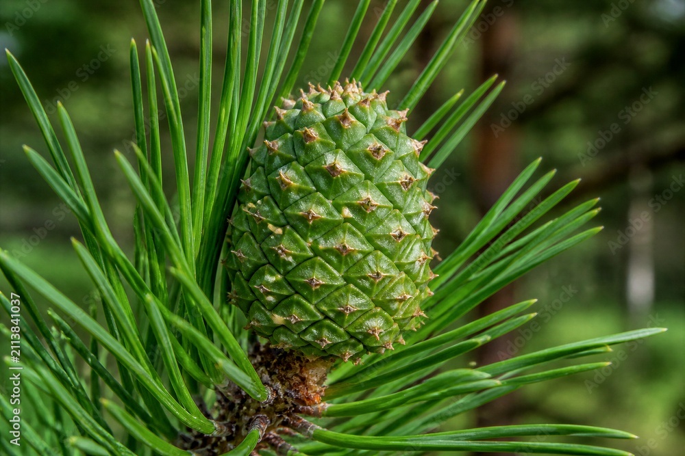 Fototapeta premium Young green pine cone developing on pine branch outdoors