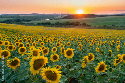 sunflower field in the summer
