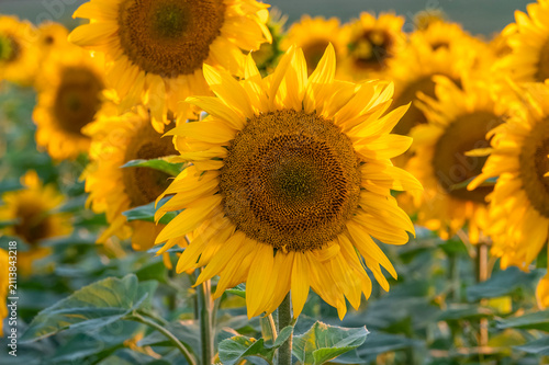 sunflowers in the field