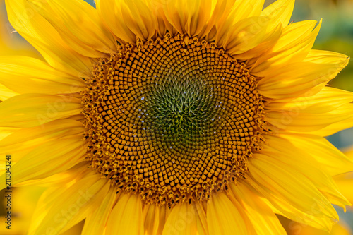 close up of sunflower