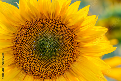 sunflower in the sun