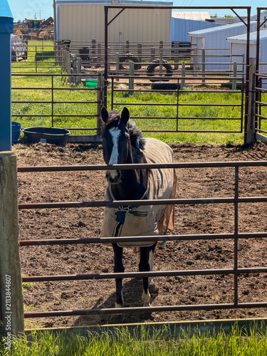 Black horse wearing a blanket standing in a metal pipe corral on a farm