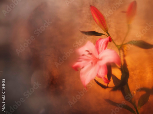 Fotografía Fancy pink lily blooms with dewy petals
